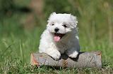 BICHON MALTAIS 064